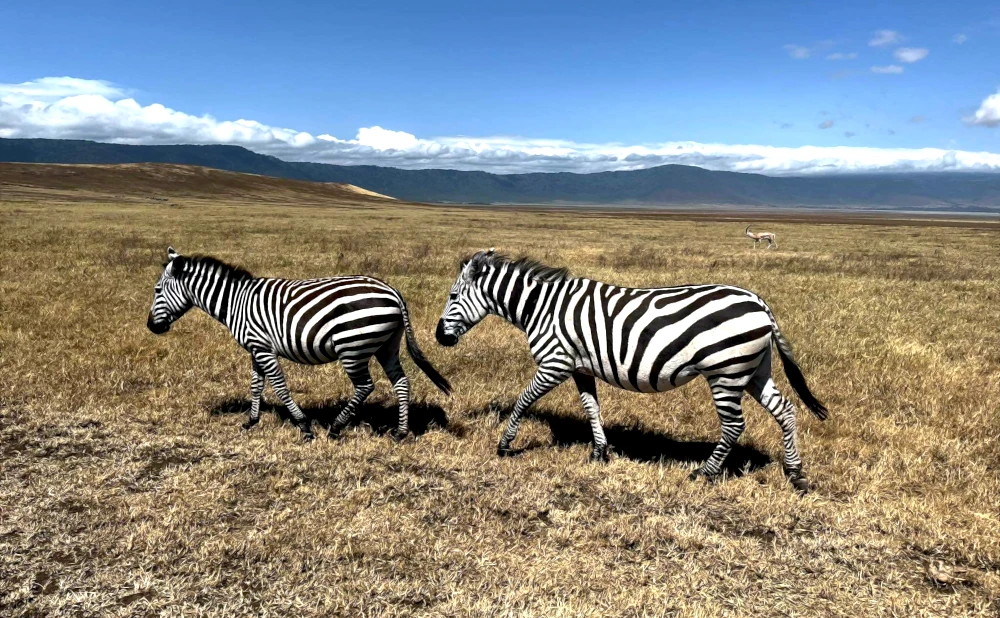 11 Days Kilimanjaro Trekking,Tarangire, and Ngorongoro Crater