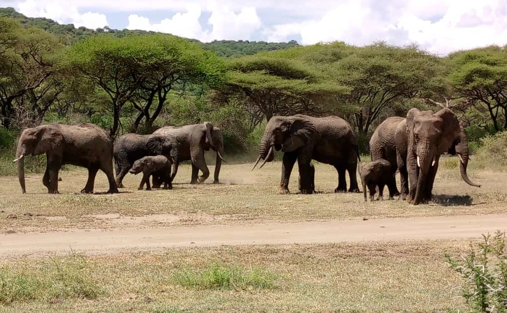 13 Days Kilimanjaro Trekking,Tarangire,Serengeti and Ngorongoro Crater