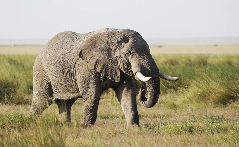 18 Kilimanjaro Trekking,Tarangire,Serengeti,Ngorongoro Crater and Zanzibar