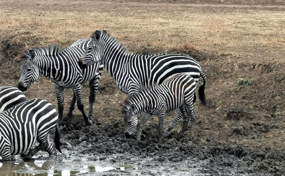 1 Day - Manyara trip