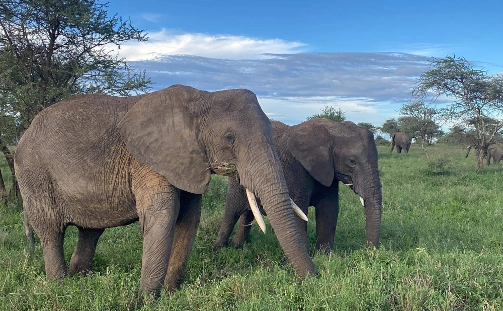 1 Day - Tarangire National Park