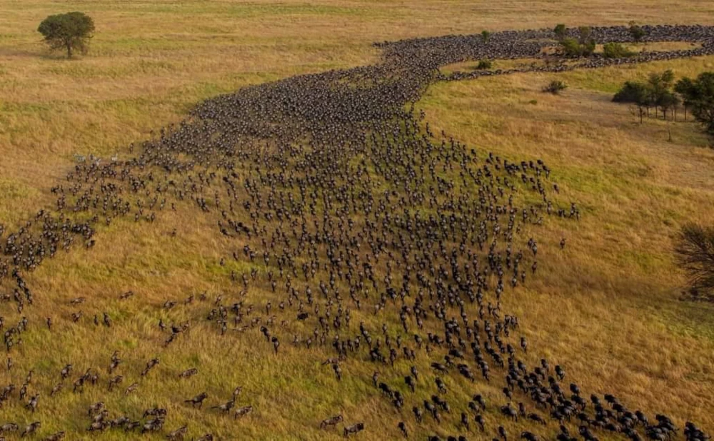 7 Days Serengeti and Ngorongoro Migration