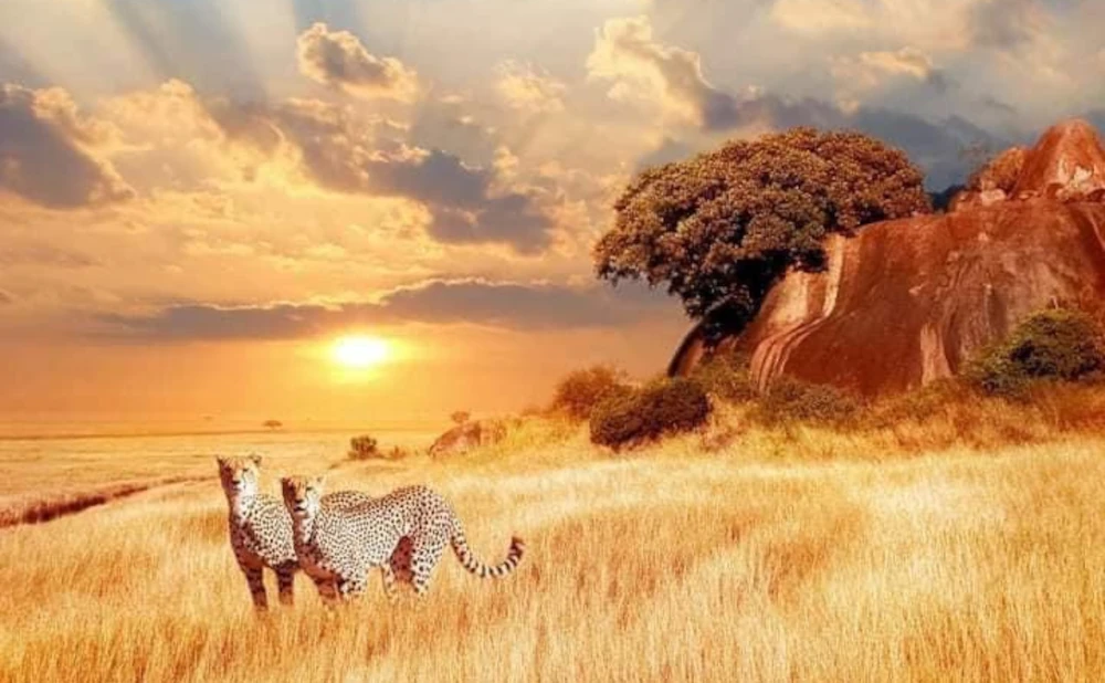 6 Days Tarangire,Ngorongoro Crater and Serengeti