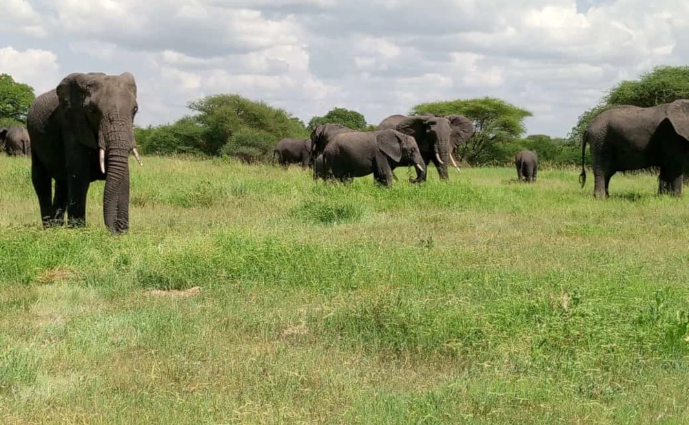 3  Days Lake Manyara,Ngorongoro Crater and Tarangire