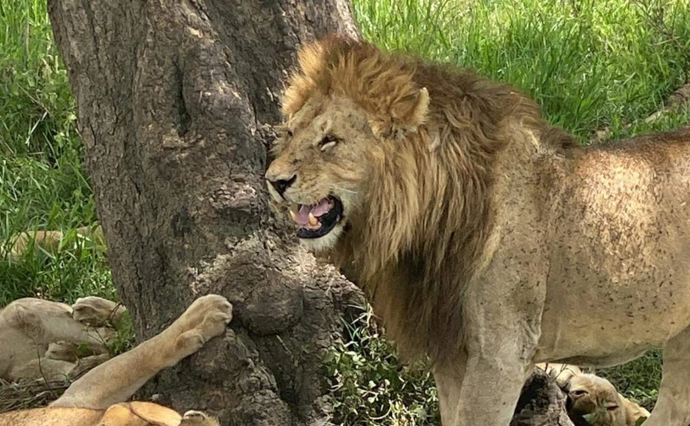6 Days Tarangire,Serengeti and Ngorongoro Crater