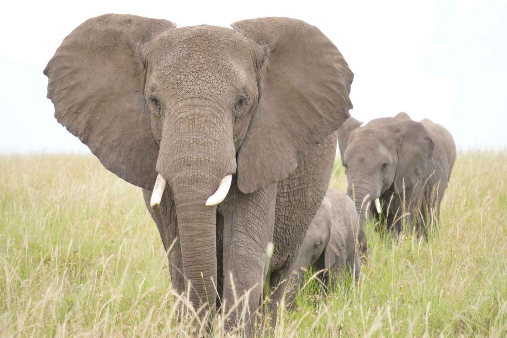 4 Days Tarangire,Serengeti and Ngorongoro Crater