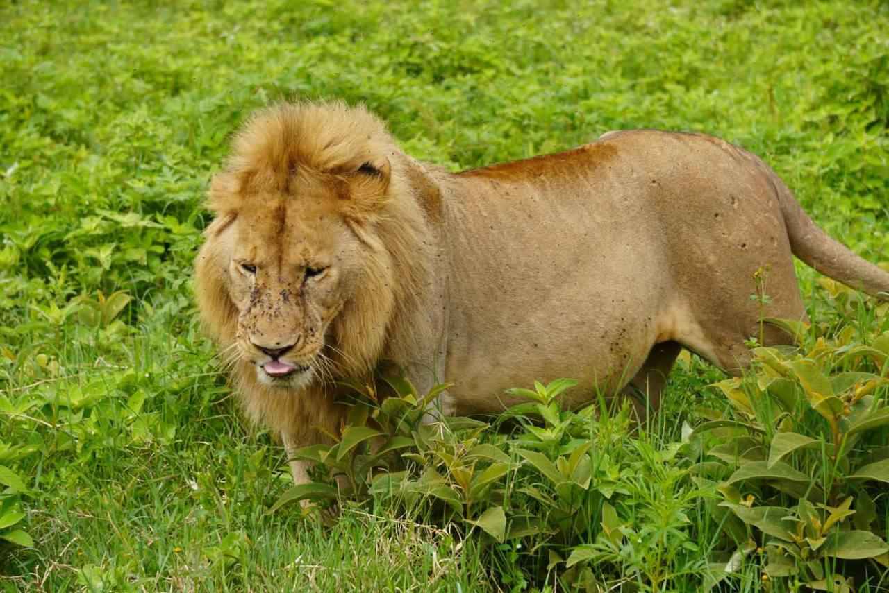 5 Days Tarangire,Serengeti and Ngorongoro Crater