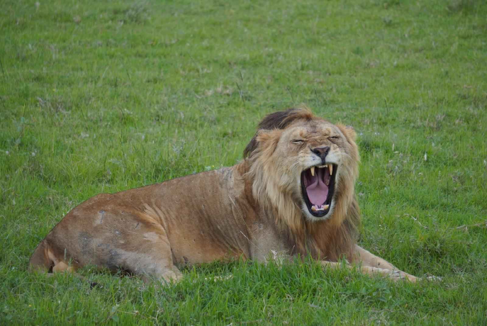 1 Day - Ngongoro Trip