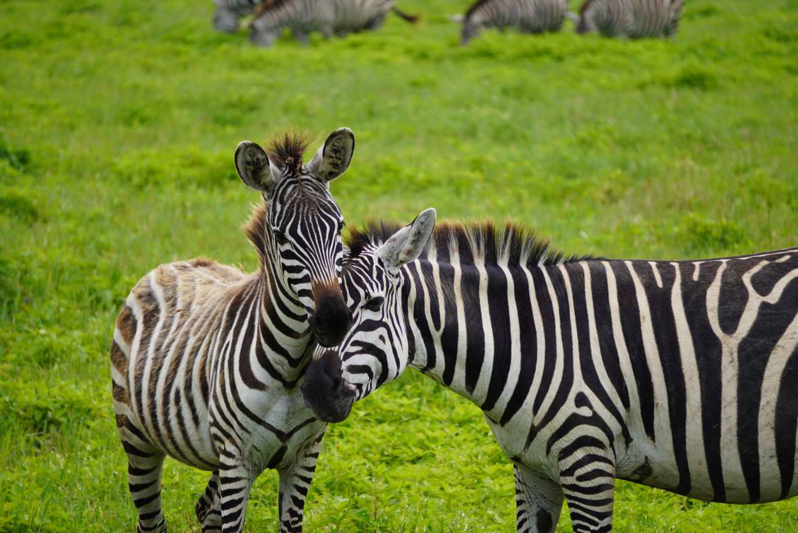 5 Days Flight to Serengeti National Park