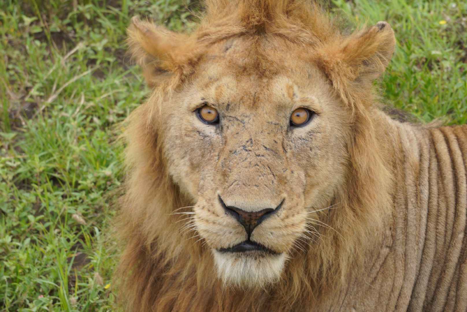 4  Days Tarangire,Serengeti and Ngorongoro Crater