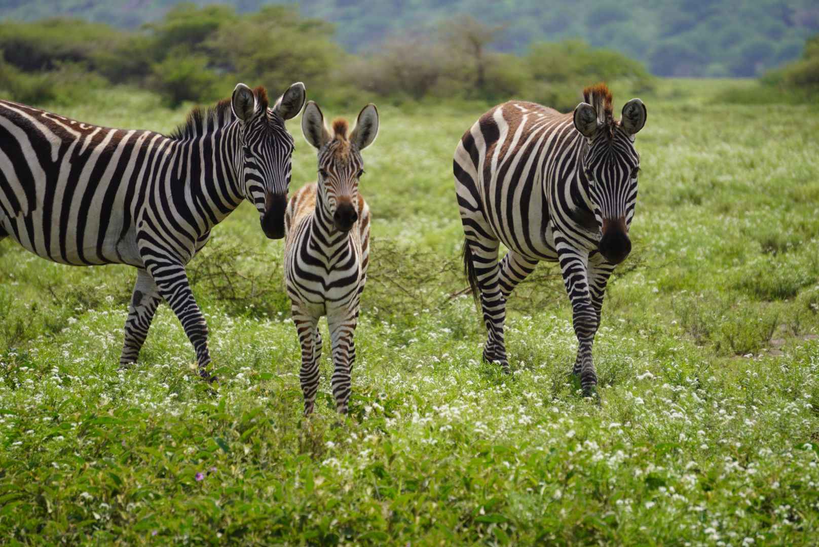 5 Days  Tarangire,Serengeti and Ngorongoro Crater