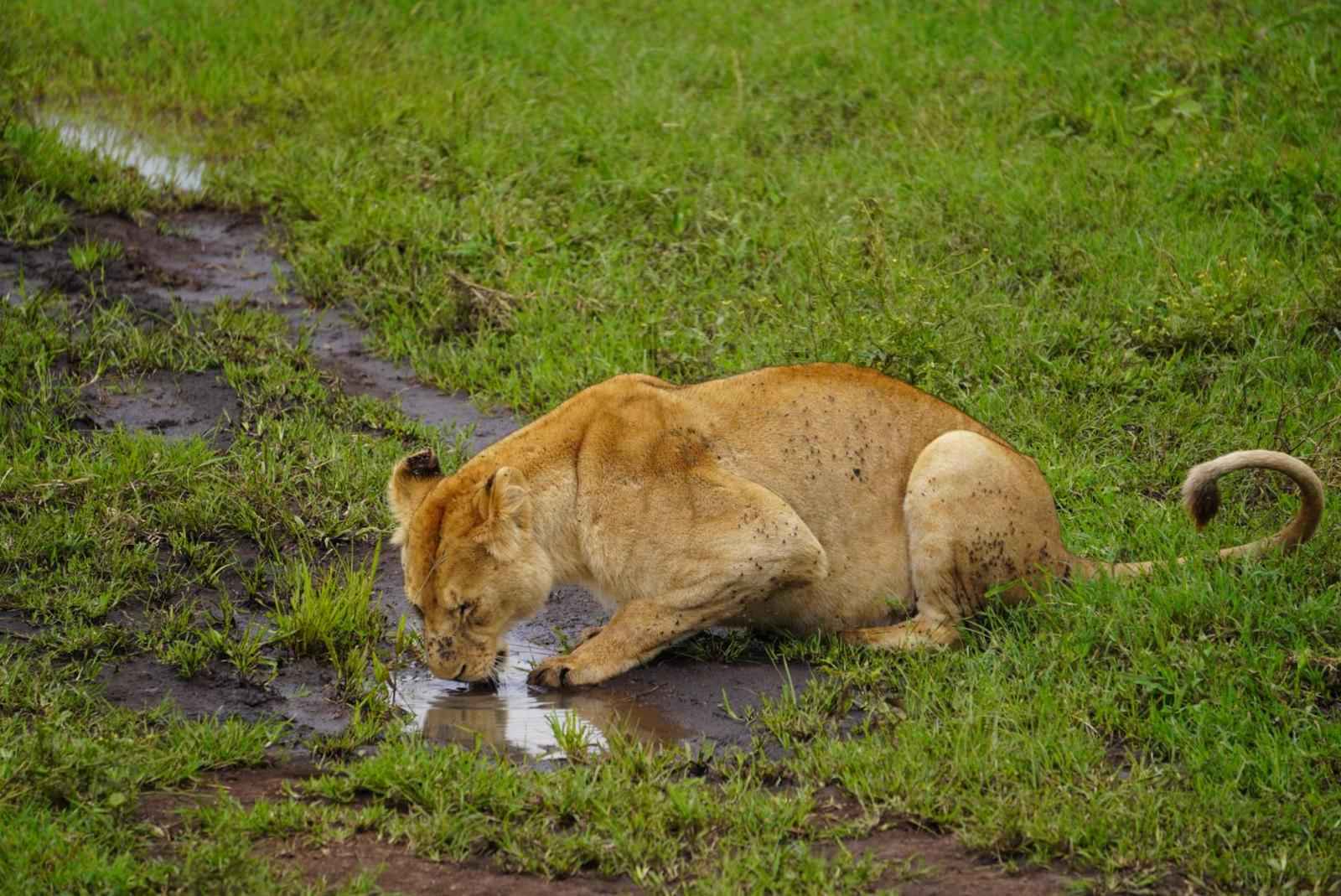 7 Days Tarangire,Serengeti and Ngorongoro Crater