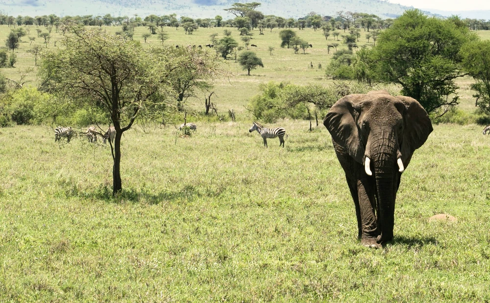 Best Time To Visit – Tanzania