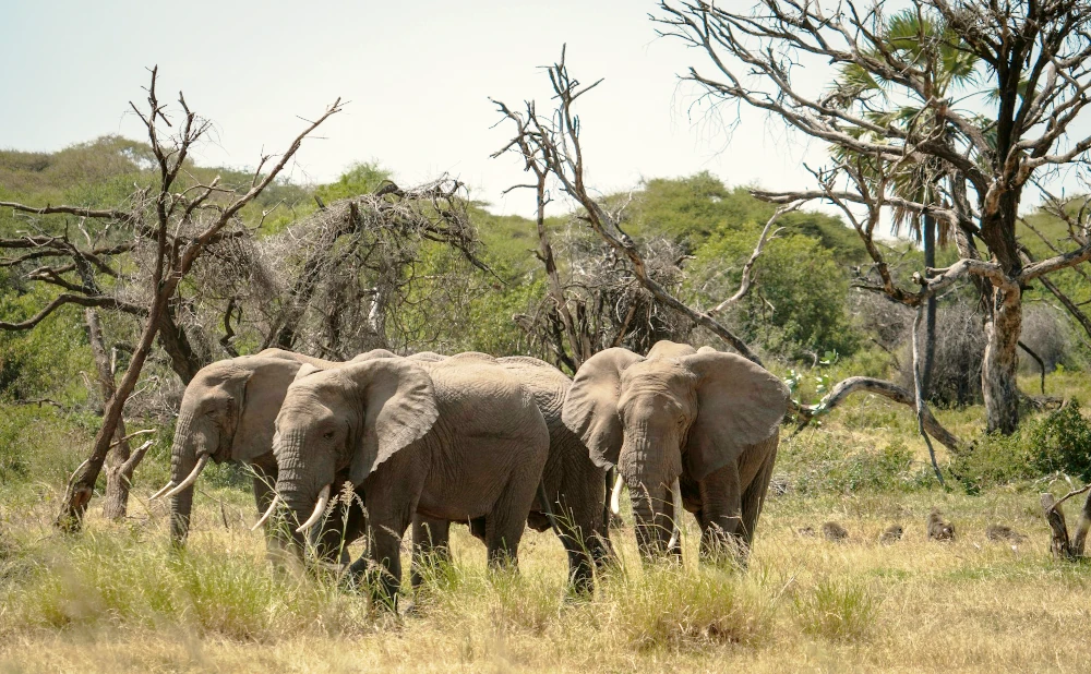 What To Pack For A Serengeti Or Tanzania Safari
