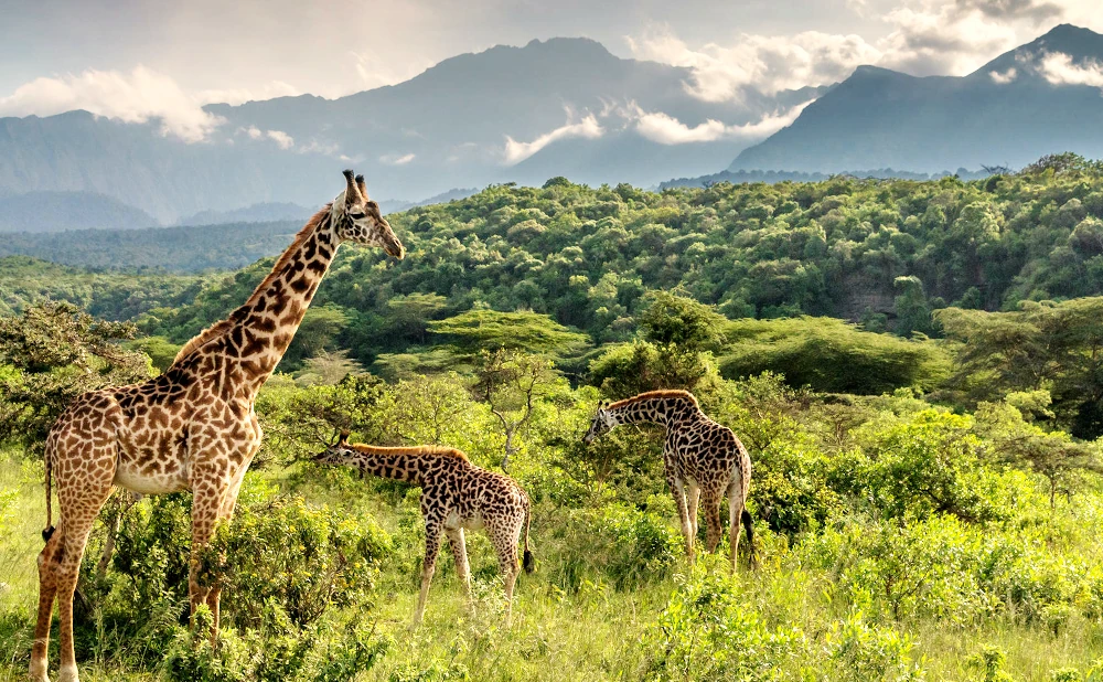 1 Day - Arusha National Park Trip
