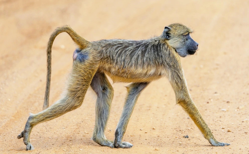 3 Days Nyerere National Park