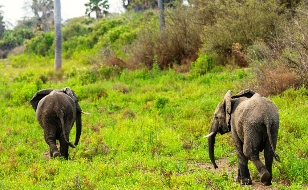 2 Days Nyerere National Park