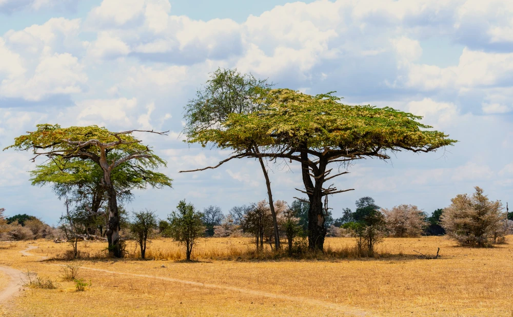 4 Days Mikumi  and Nyerere National Park