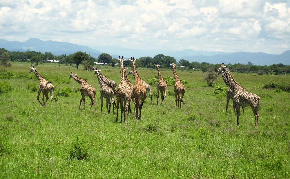5 Days Nyerere,Mikumi and Udzungwa National Park