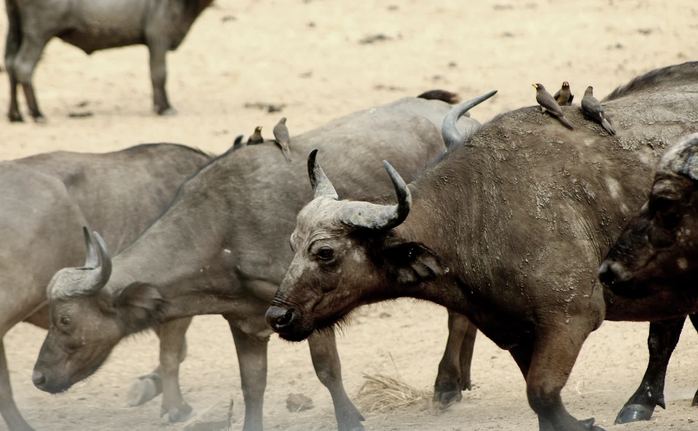 7 Days Mikumi and Ruaha National Park
