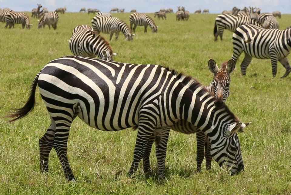 2-Day Tarangire & Ngorongoro Safari from Zanzibar