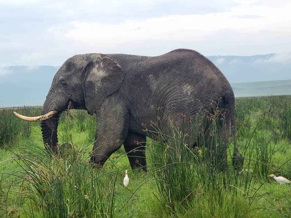 3-Day Tarangire, Lake Manyara & Ngorongoro Crater Safari