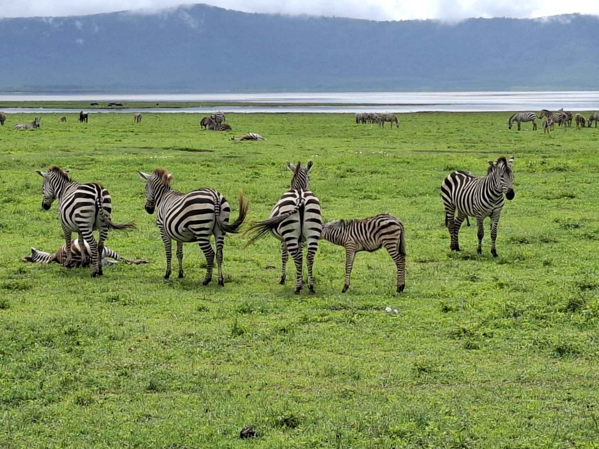 3-Day Safari: Serengeti & Ngorongoro (Starting from Zanzibar)